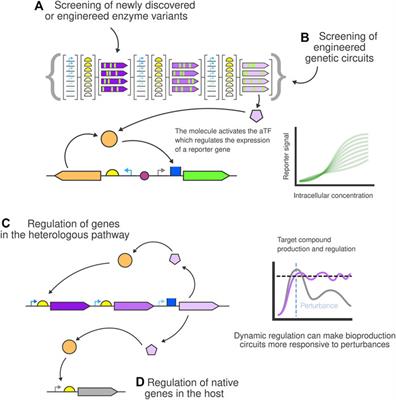 Transcription factor-based biosensors for screening and dynamic regulation